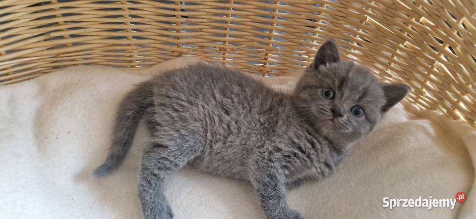 Kocurek Brytyjski niebieski Zwierzęta Katowice