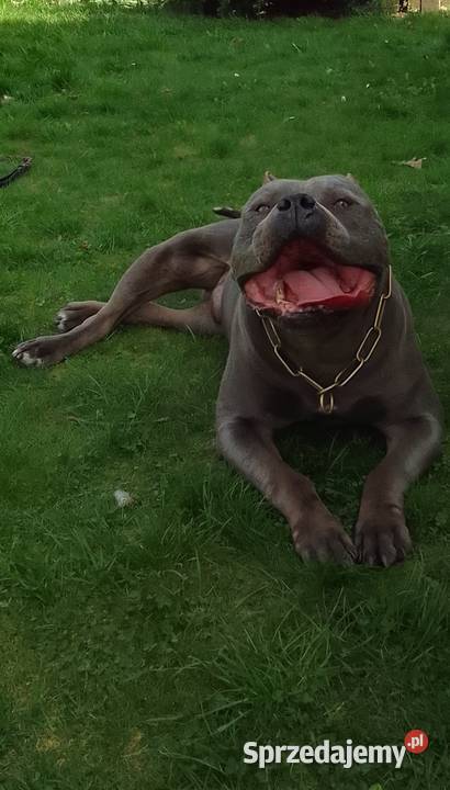 American Staffordsihre Terrier szczeniak Konin