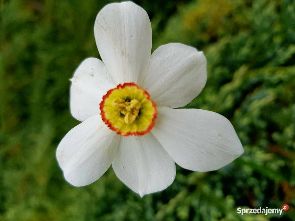 Narcyz żonkil mix Lublin sprzedam