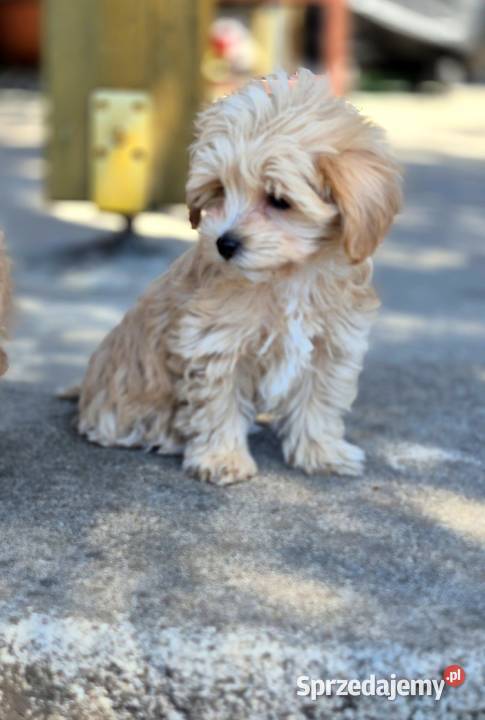 Maltipoo F1 suczki I chlopiec Inowrocław sprzedam