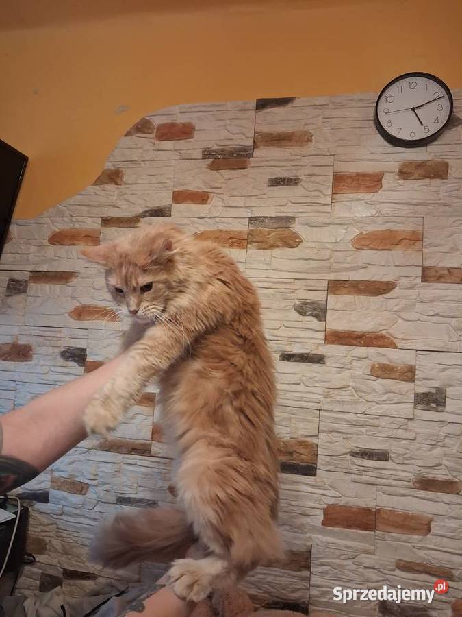 Maine coon kocica Sandomierz