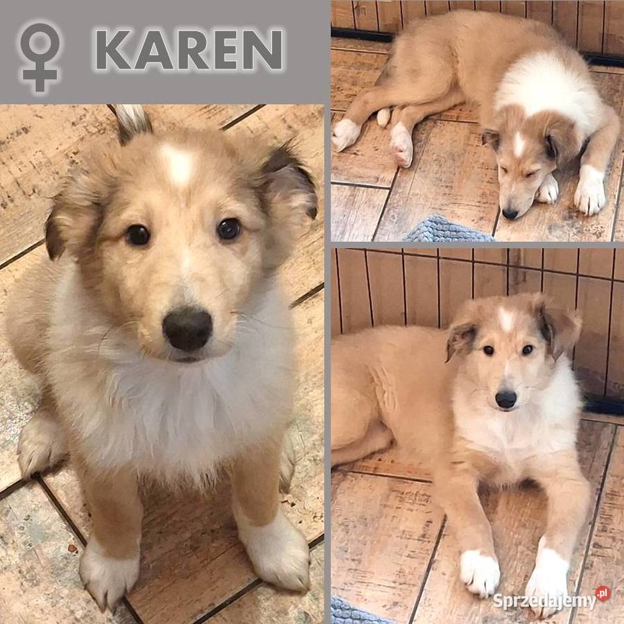 Owczarek Szkocki Długowłosy Collie Zgorzelec