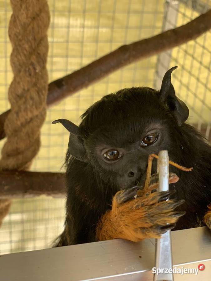 Tamaryna Złotoręka parka z wolierą małopolskie Szczyglice