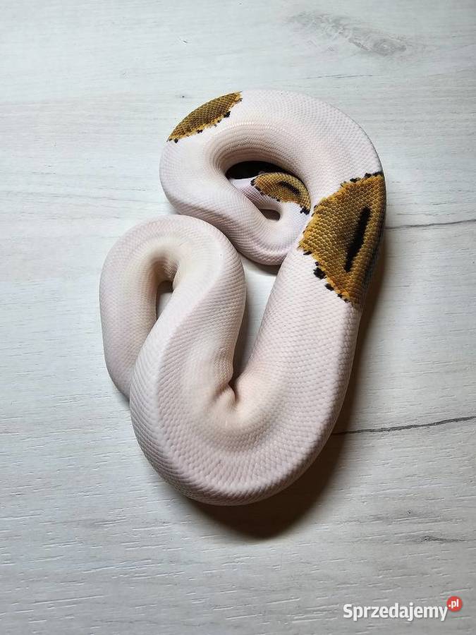 Wąż pyton królewski python regius samica Gady i płazy Wrocław