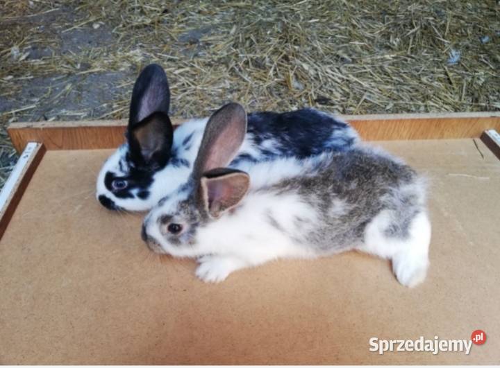 Króliki hodowlane zadbane śląskie