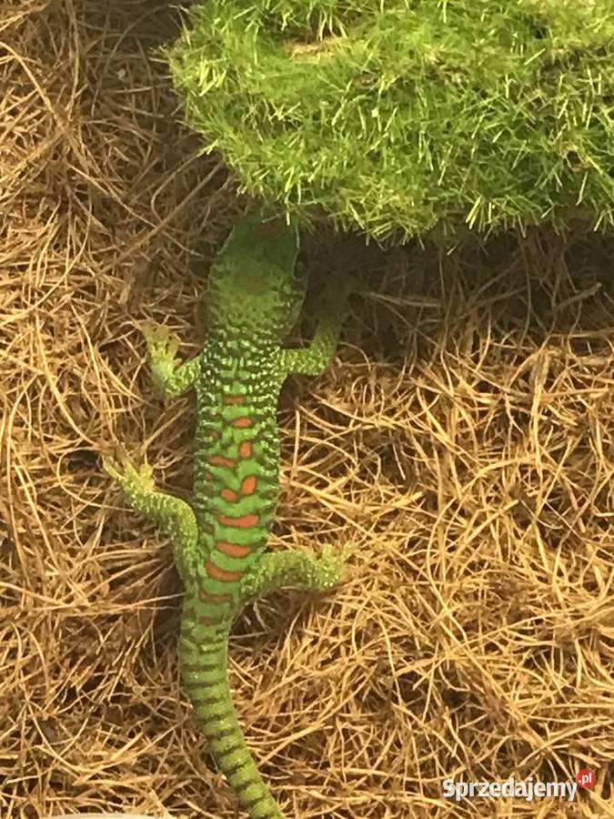 Phelsuma madaskarska