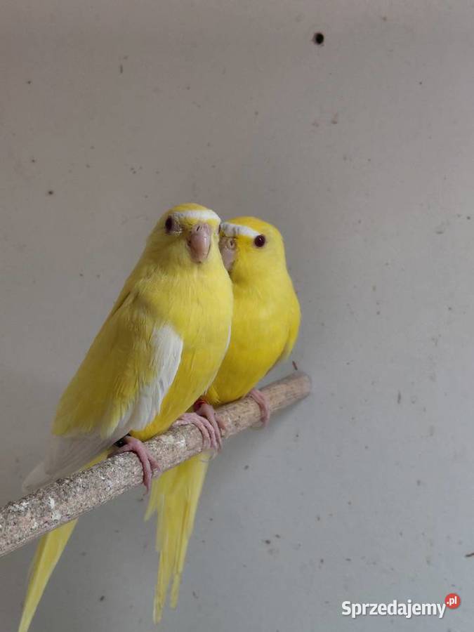 Łąkówki modrobrewne wielkopolskie Kalisz