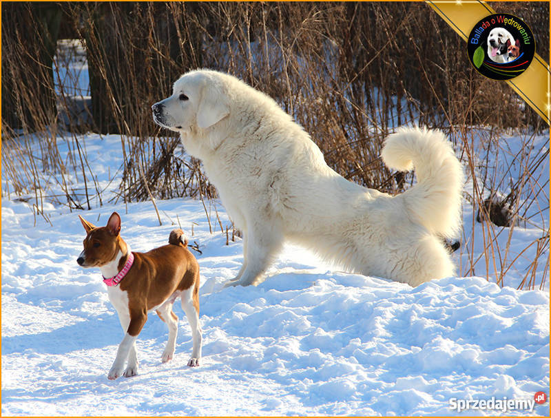 Owczarek podhalański szczenięta rodowód FCI Barczewo
