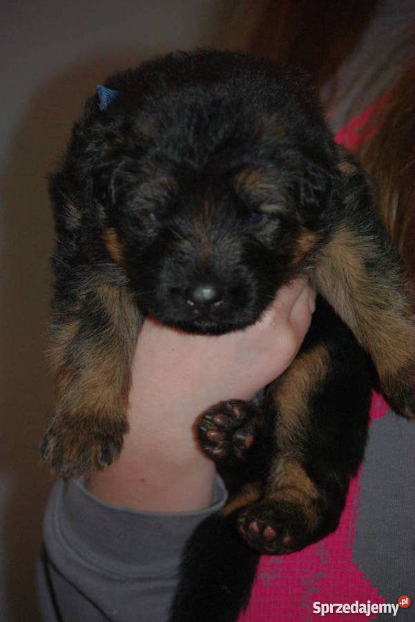 owczarek niemiecki długowłosy szczeniaki pomorskie Gdynia