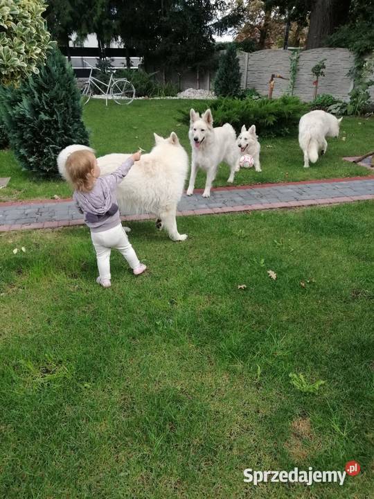 Bialy owczarek szwajcarski gotowe do odbioru Wschowa