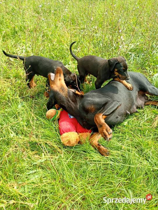 Dobermany szczeniaki mocne Doberman Ostrów Mazowiecka