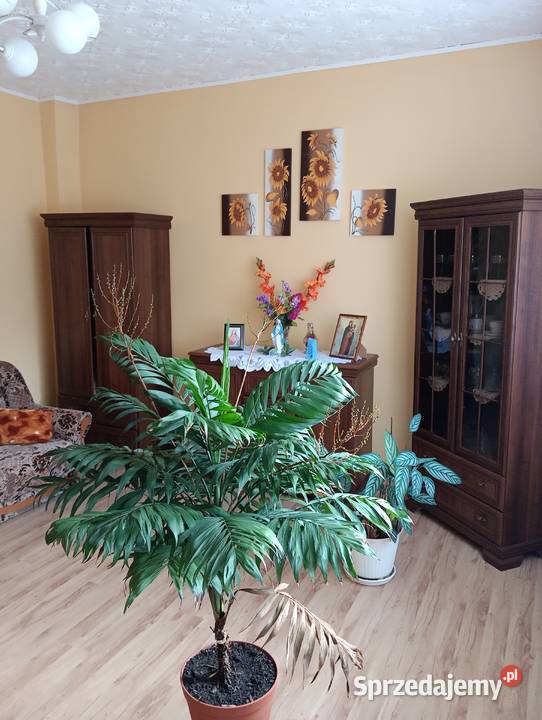 Mieszkanie z ogródkiem garaż Parkoszewo