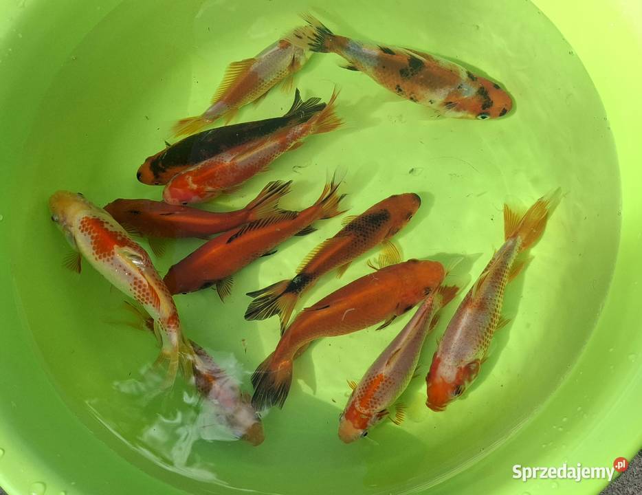 Karaś kolorowy odmiany wakin z potrójnym ogonem Łódź sprzedam