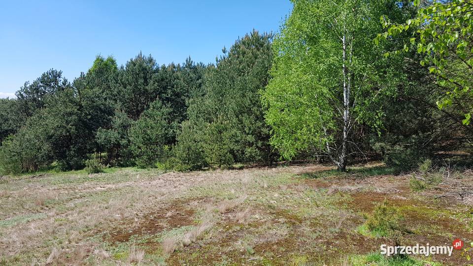 DZIAŁKA budowlana z lasem piękna okolica Taurów 40m