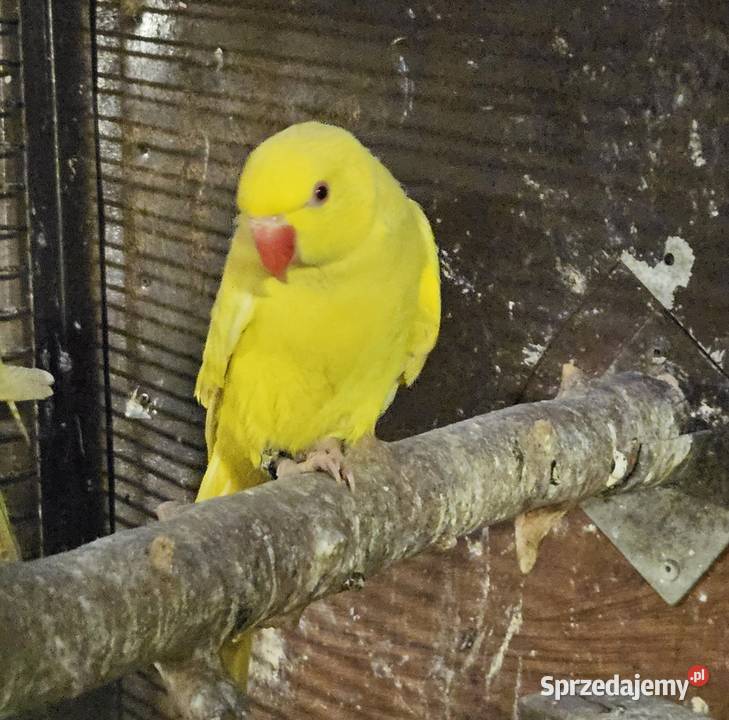 Aleksandretta obrożna lutino Bydgoszcz sprzedam