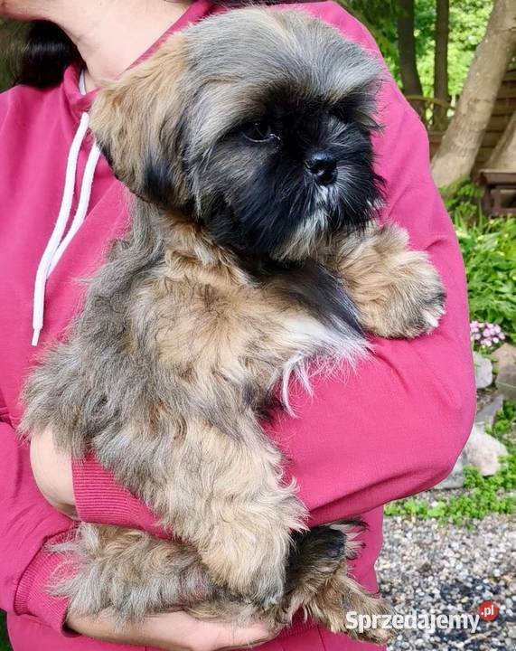 ShihTzu piesek Gabor Shih Tzu Reda sprzedam