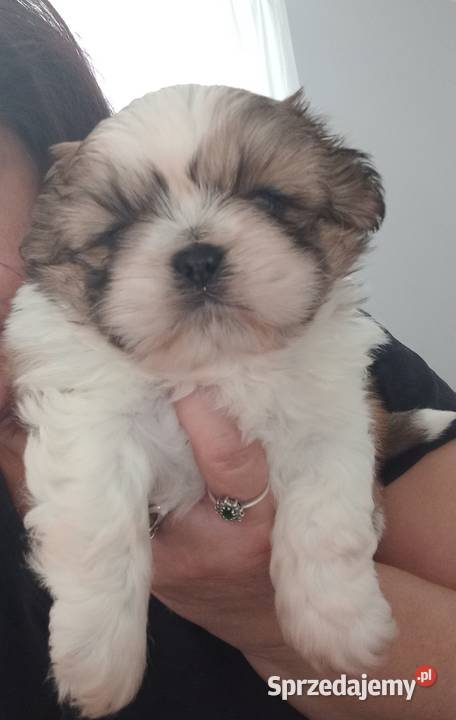 ShihTzu przepiękny chłopak Strzelce Opolskie