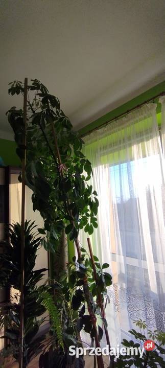 Szeflera Lipowiec Kościelny