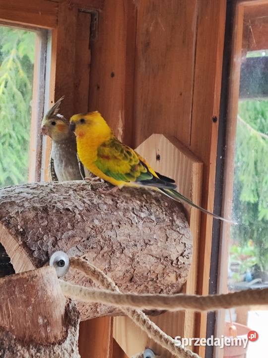 Świergotki dwa samce