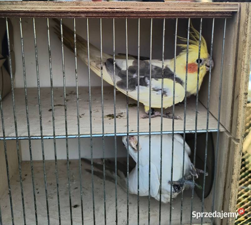 Nimfy 2025 wielkopolskie Prusim