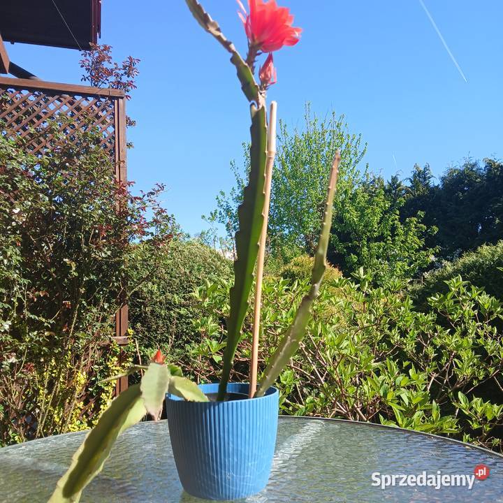 Epiphyllum kaktus kwitnący epifilum Nowy Sącz sprzedam