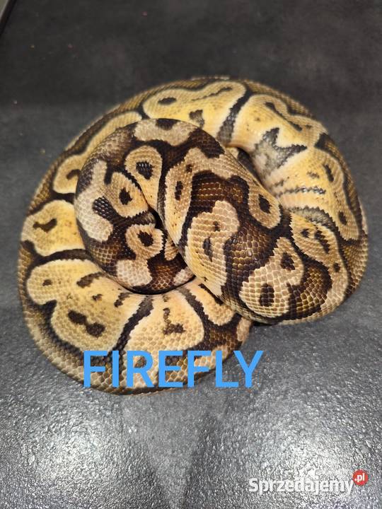 Pytony królewskie dorosłe Pruszków sprzedam