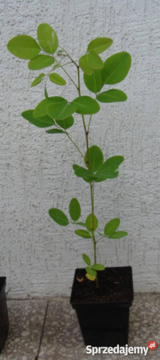 LESPEDEZA KRZEWIASTA sadzonki w doniczkach Rośliny kujawsko-pomorskie Ustronie
