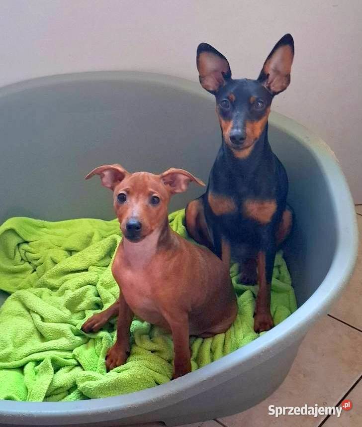 Pinczer pinczery pinczerki miniaturowe z