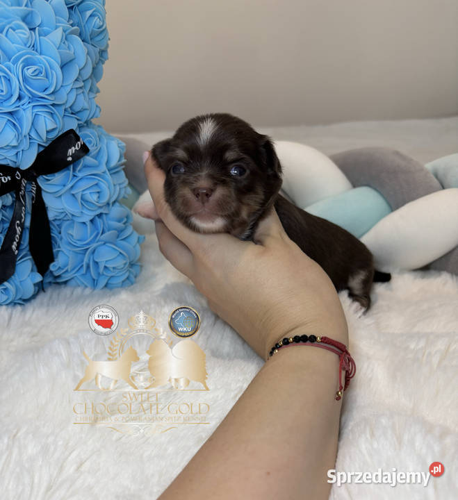 Chihuahua piesek długowłosy tri color łódzkie Bełchatów