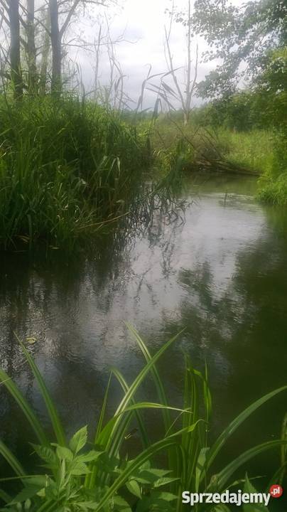 Domek w lesie węglowe Grabowce Dolne