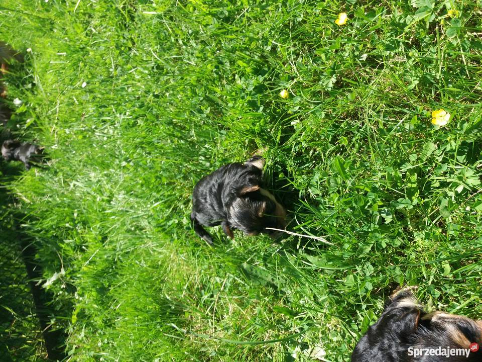 Szczeniaki York śląskie Ruda Śląska