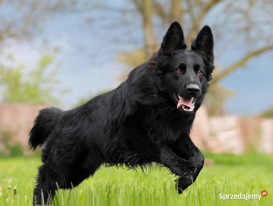 Owczarki Staroniemieckie czarne szczeniaczki Puławy