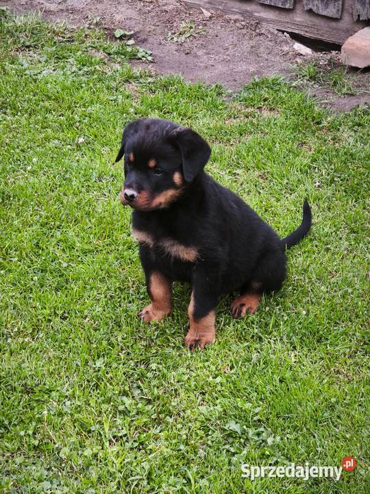 Rottweiler Szczenięta z Rodowodem Iłża