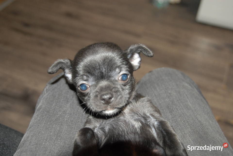 Chihuahua szczeniak świętokrzyskie