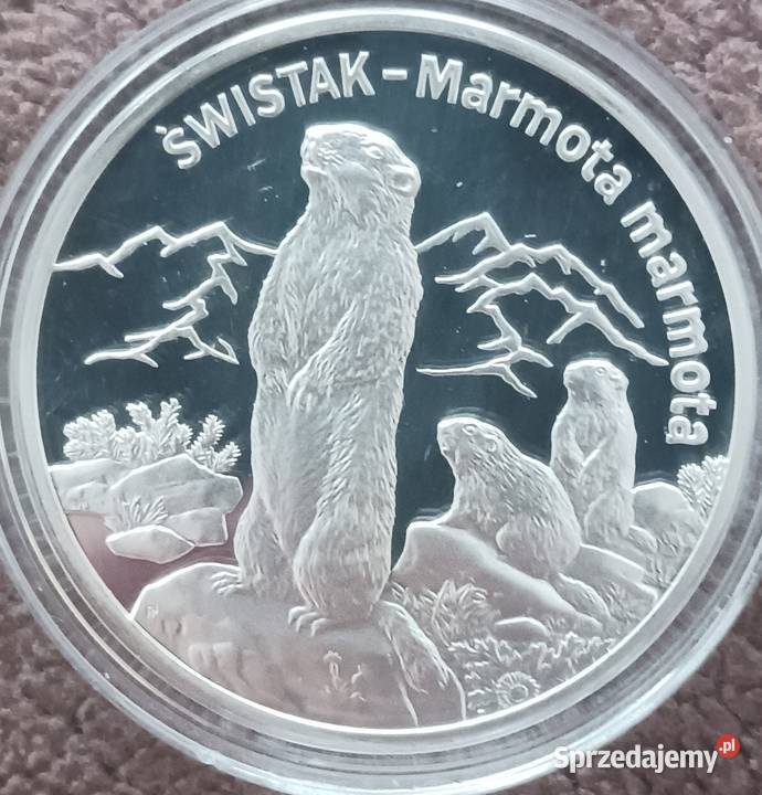20 Świstak 2006 r Lustrzanka mennicze