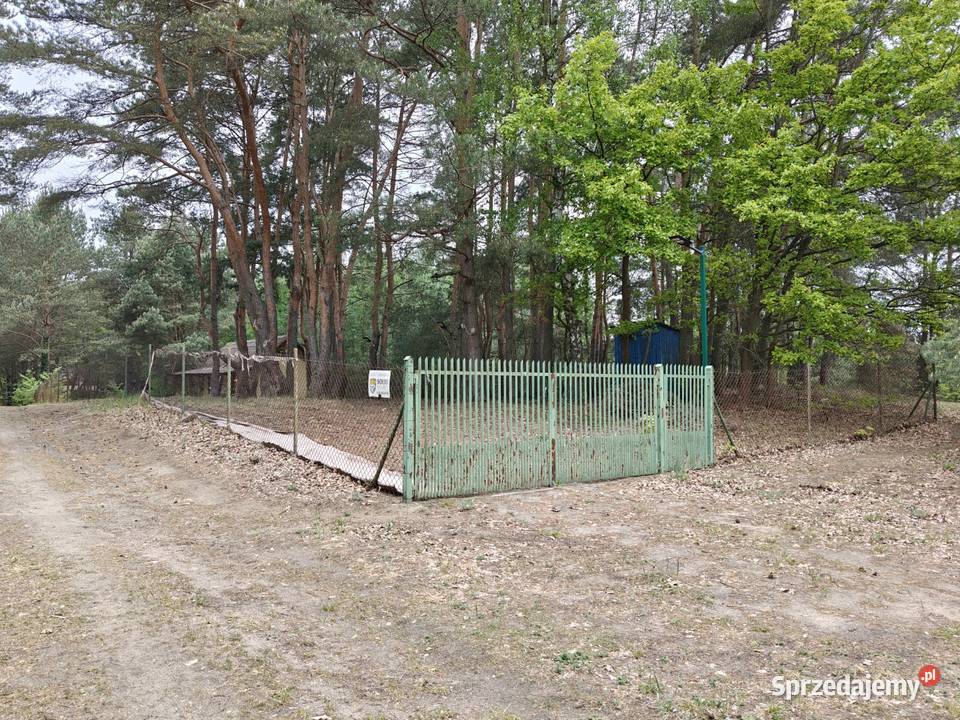 Syndyk sprzeda Łacha Sprzedaż