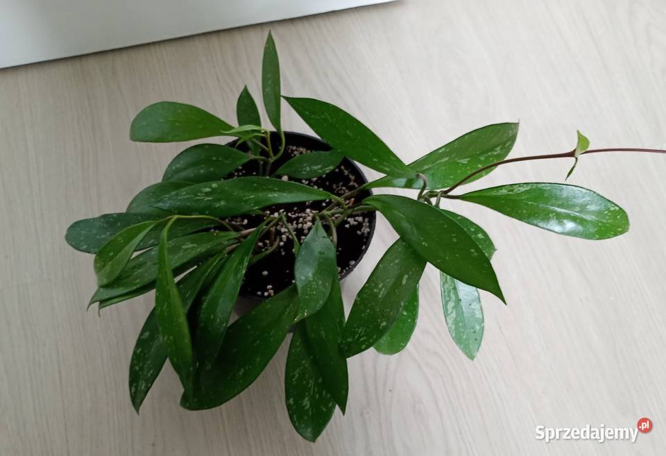 Hoya hoja pubicalyx Zielone Częstochowa