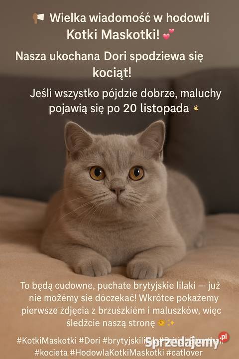Kotki brytyjskie