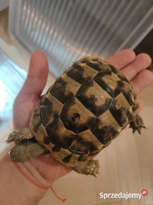 Żółw Grecki Zółw Lądowy Olsztyn warmińsko-mazurskie