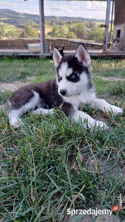 Zapowiedź Rasa Husky Siberian