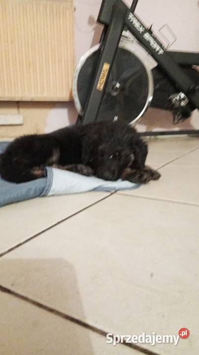 Szczeniaczki Rasy Owczarek Niemiecki długowłosy Niemodlin