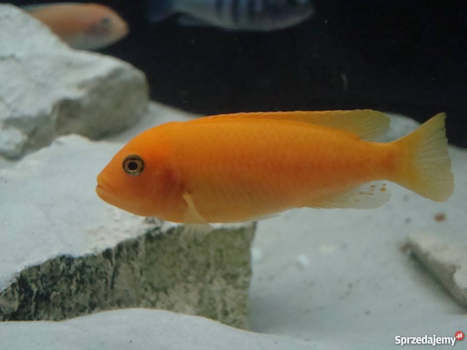 Pyszczaki Maylandia Estherae Red Red Dorosły małopolskie Kraków