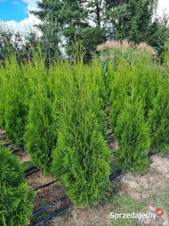 Tuja SzmaragdThuja Smaragd 140160 SUPER JAKOŚĆ Mogielnica