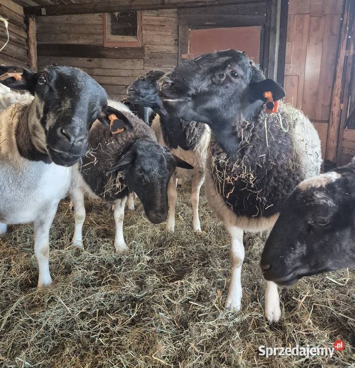 DORPER Baranki Owce tryk jarki kujawsko-pomorskie Cekcyn