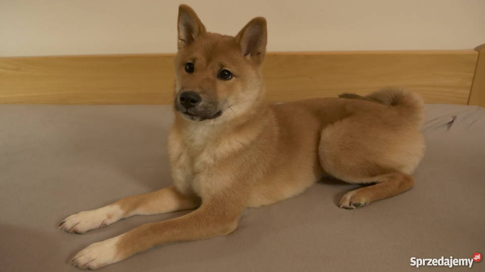 Shiba Inu cudowny psiak z RODOWODEM Iława