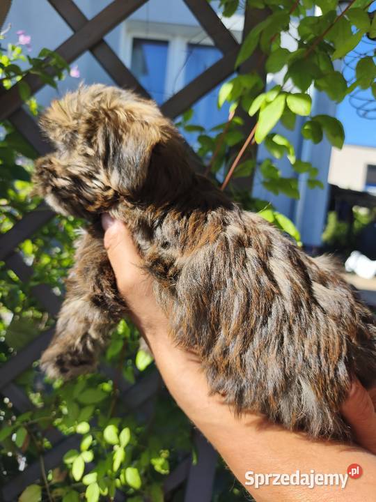 Yorkshire terrier piesek Psary Małe