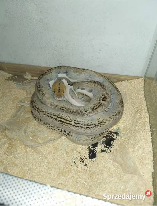 Pyton siatkowany Pied Poznań