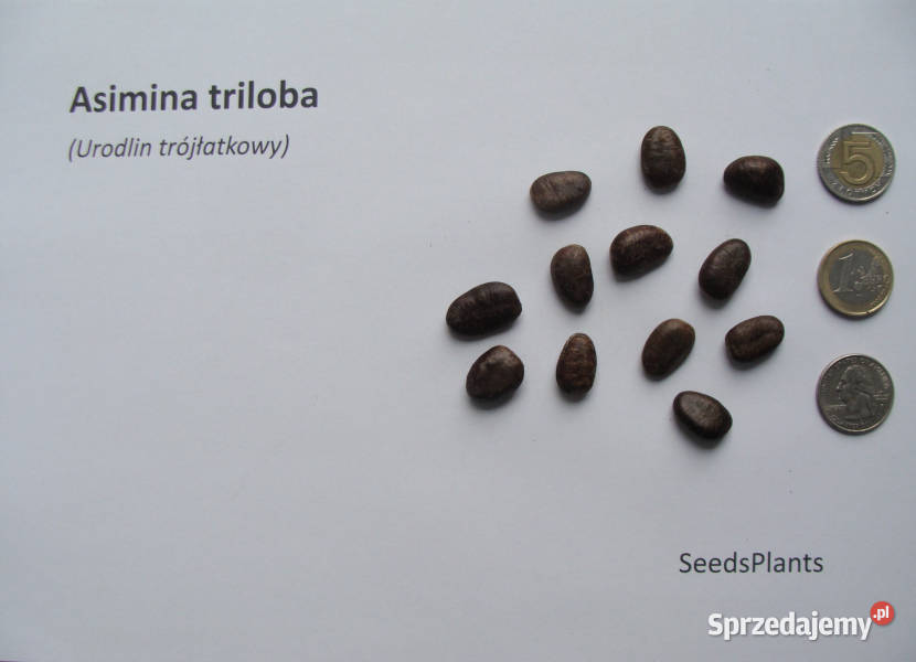 URODLIN TRÓJŁATKOWY Asimina triloba NASIONA 10 Ogród kujawsko-pomorskie Lubanie sprzedam