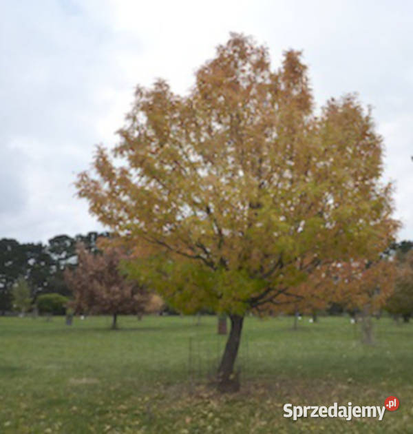 JARZĄB DOMOWY Sorbus domestica NASIONA 300 sztuk Lubanie sprzedam