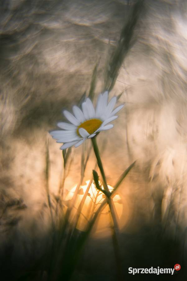Helios 44M4 swirly bokeh al Petzval M42 Warszawa